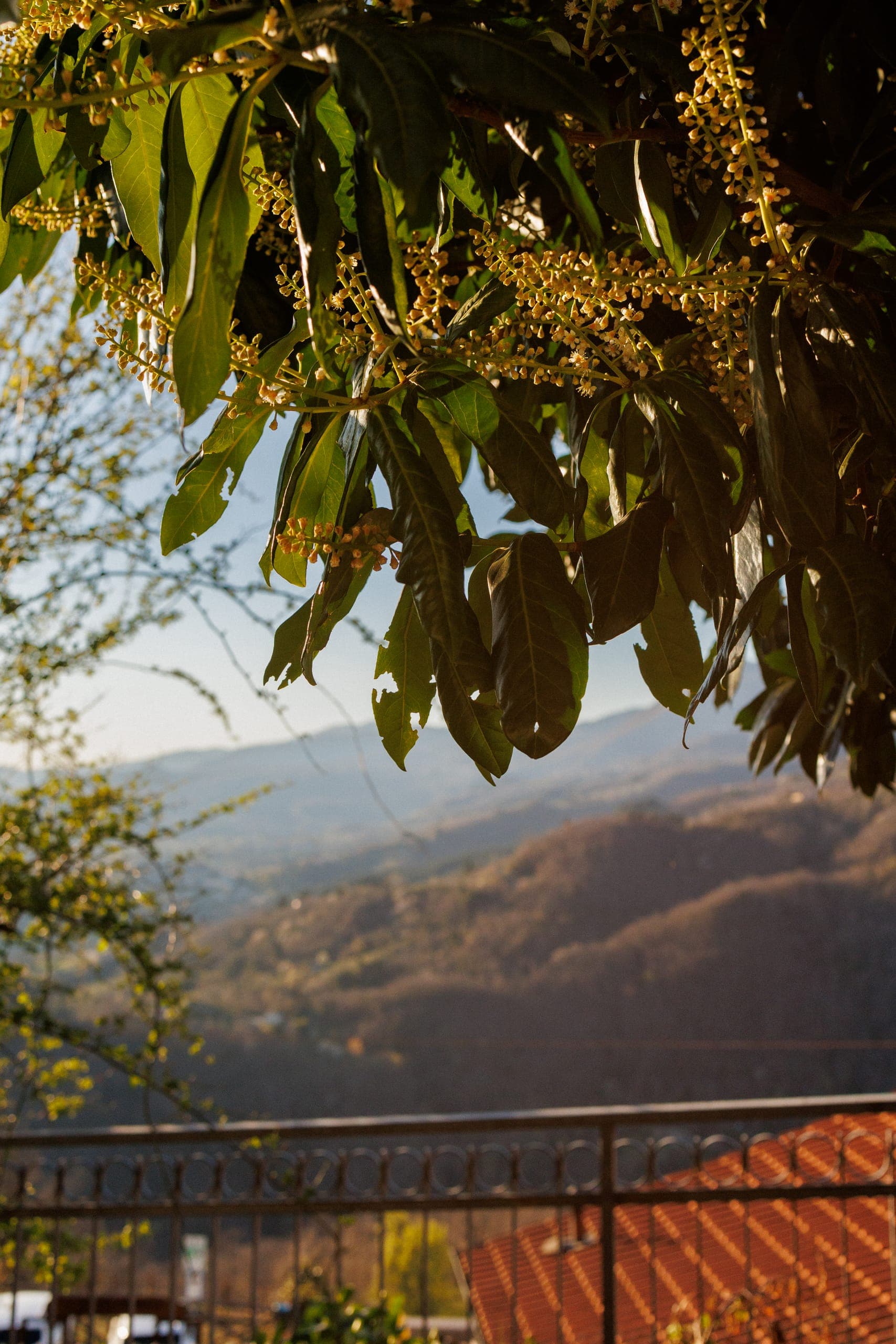 Italian Countryside 18